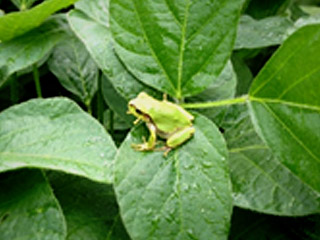 痩せ蛙